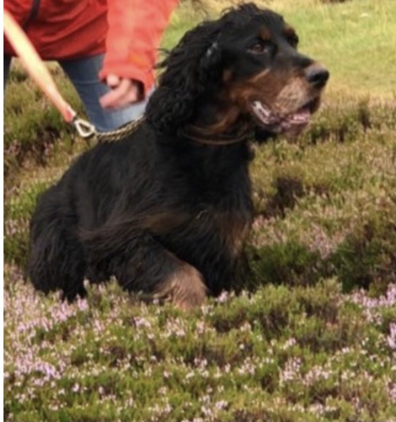 rosieDoc2's tweet photo. 🆘OLDER ADULT🆘
ROXI lost in the WOODS between #Witherslack & #PoolBank near #NorthLodge #LA11 NORTH WEST 24/12/21
Female/older adult #GordonSetter black&tan
CHIPPED
Wearing a green fleece coat/VERY SKINNY DUE TO ILLNESS
https://t.co/2DAPyixaKn https://t.co/3u7pUjWjpc
