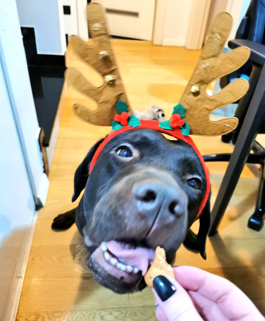 Merry Christmas to whoever is celebrating, happy holidays, and to everyone...be kind to each other, always. ❤️❤️❤️ #SlayDoggyDog