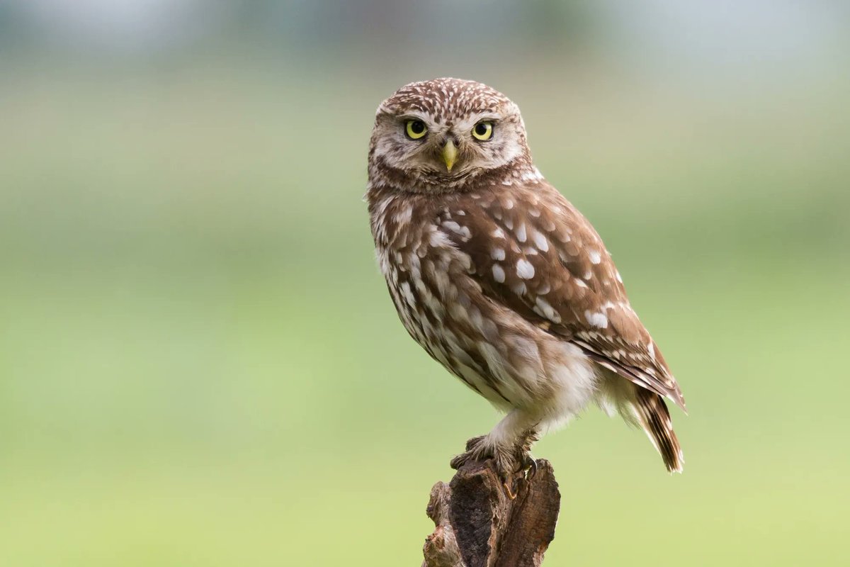 Eén van onze partners, het agrarisch natuurcollectief Veluwe  is op zoek naar een senior projectleider. Vind jij het leuk om te werken in een dynamische omgeving en je bezig te houden met agrarische natuurbeheer? Reageer dan voor 15 jan. op deze vacature: buff.ly/3ejjPio