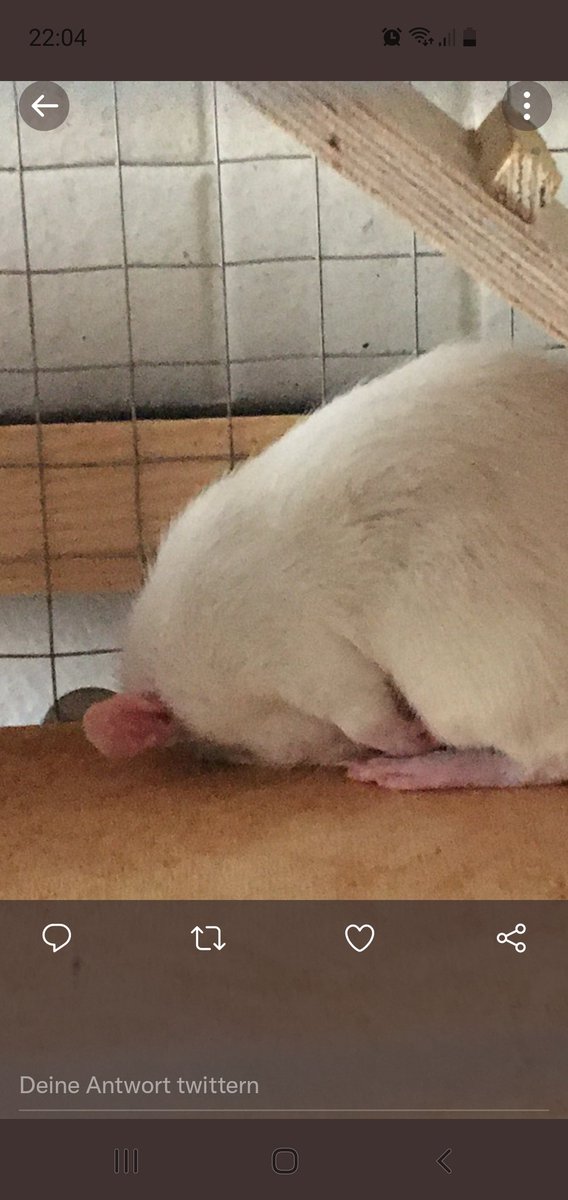 geistermilch tweet media