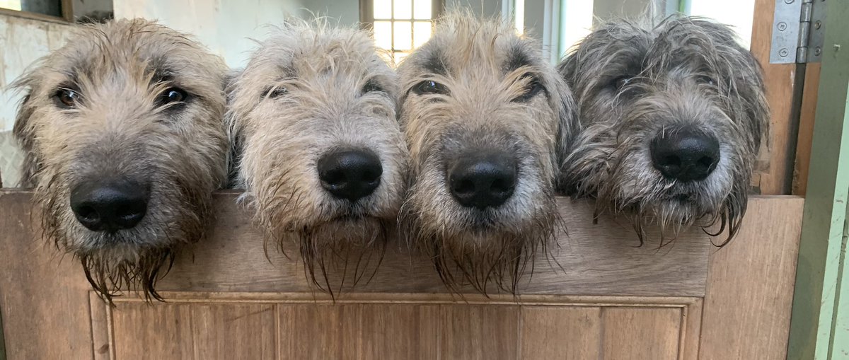mudonthedoor's tweet photo. @jetstream_pony @BethArzy @spinoutnuggets @shelflife Hugs from four of ours in Scotland. Merry Christmas #jetstreampony https://t.co/MltkqNEjY2