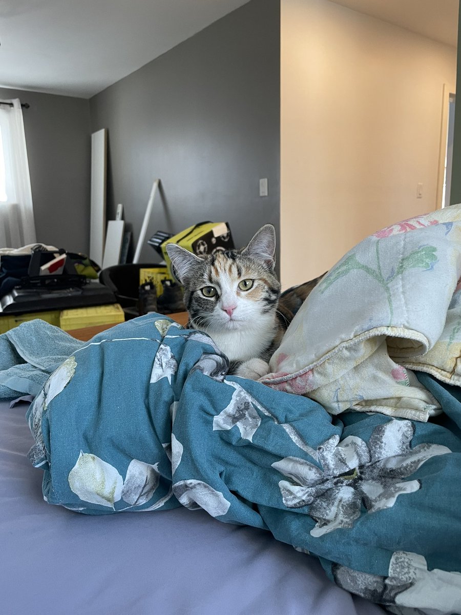 beeelizbth's tweet photo. You guys the cat is back https://t.co/bgJbXkOyNk