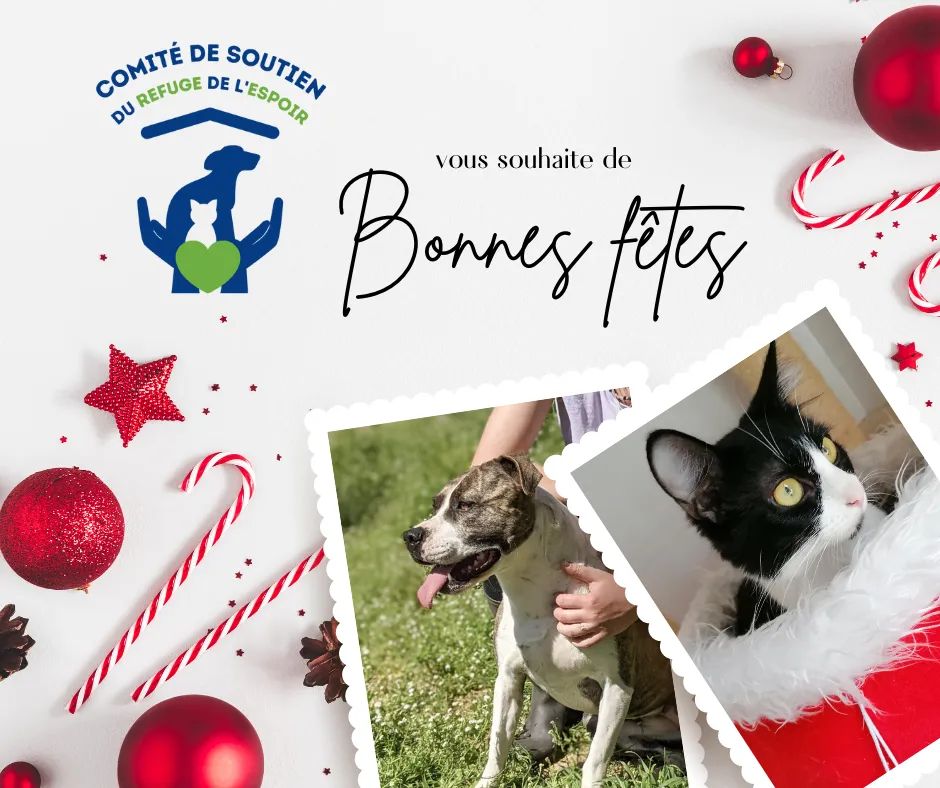 ComiteEspoir's tweet photo. Nous vous souhaitons de très belles fêtes !! Merci à tous les animaliers qui ne prennent aucun congés pour s'occuper de nos animaux abandonnés. En espérant que ce Noël ne sera pas notre dernier ! #refugedecoeur #JOYEUXNOEL #mougins #soutienaurefugedelespoir #protectionanimale https://t.co/YvGlax5ywN