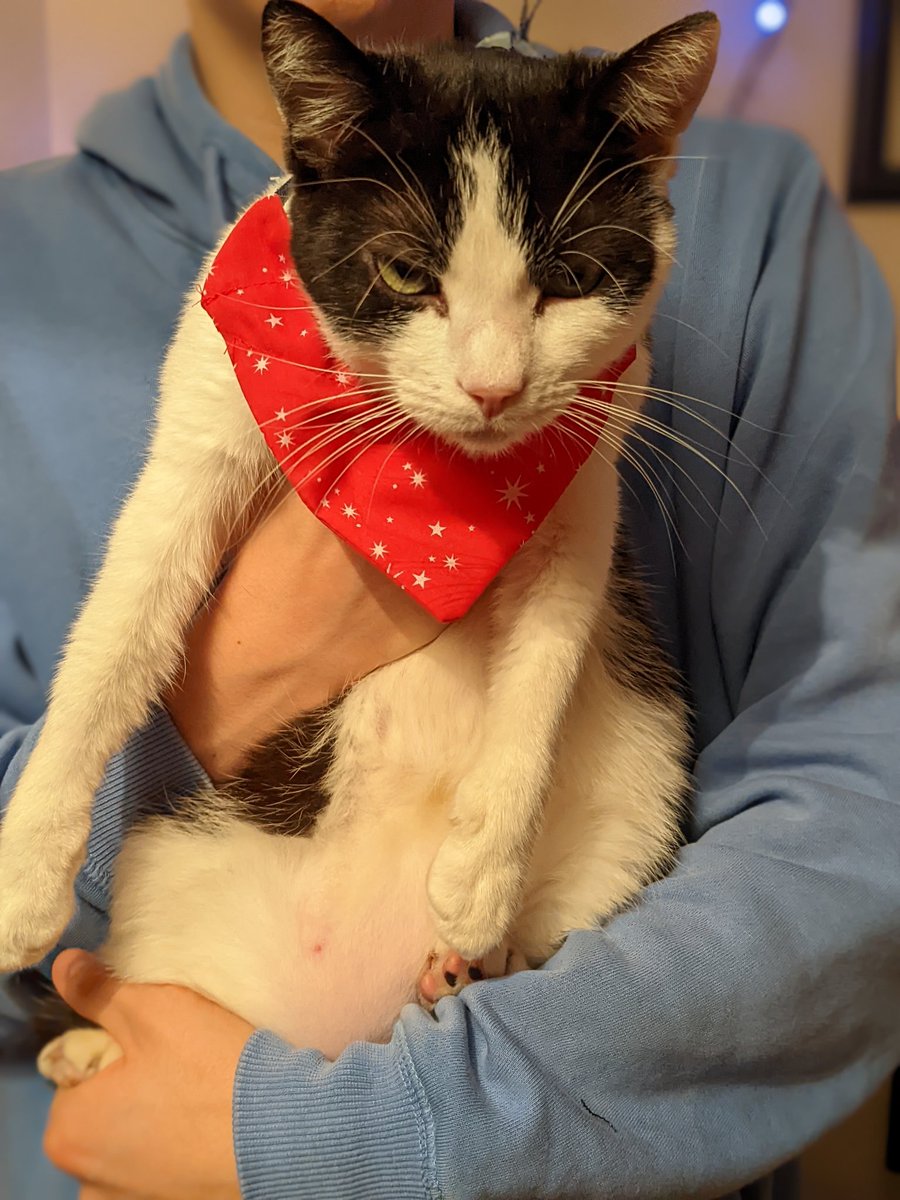 sallyannsbags's tweet image. Dave and Poppy got festive bandanas #couldntwait #dogbandana #catwearingabandana #Dave #Poppy