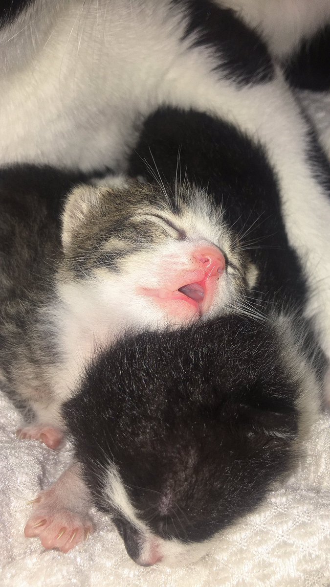 Out Of Context Animals (@cntxtanimai) on Twitter photo 
