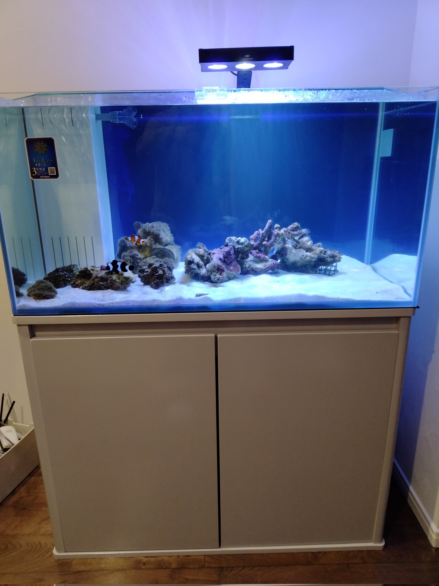 熱帯魚店アクアソルティー Aquasalty Twitter