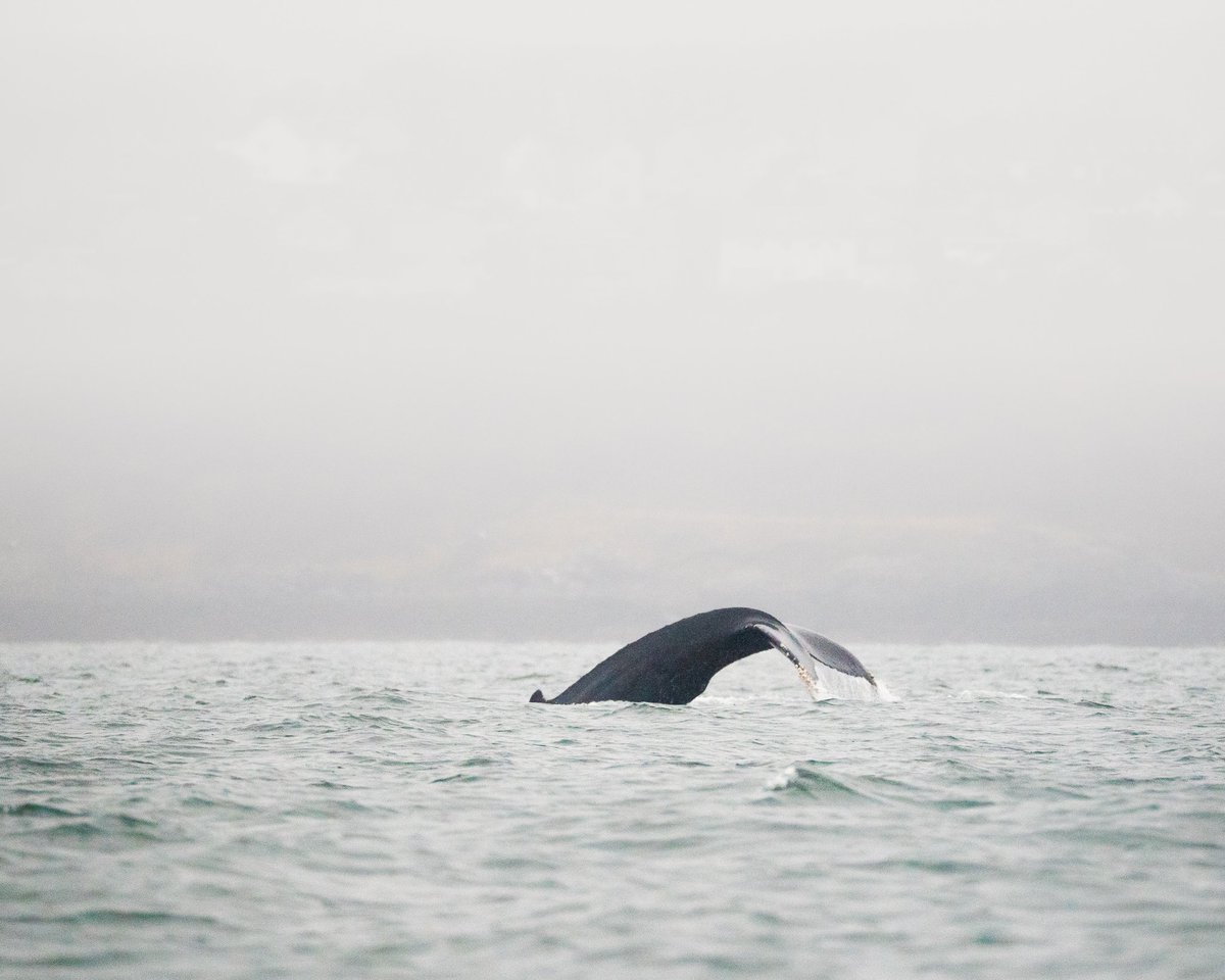 jacoballenadv's tweet photo. Humpback Whale in the Firth of Forth. 

Ever seen a Humpback in U.K waters before? First for me! https://t.co/ZXQwBDPjae