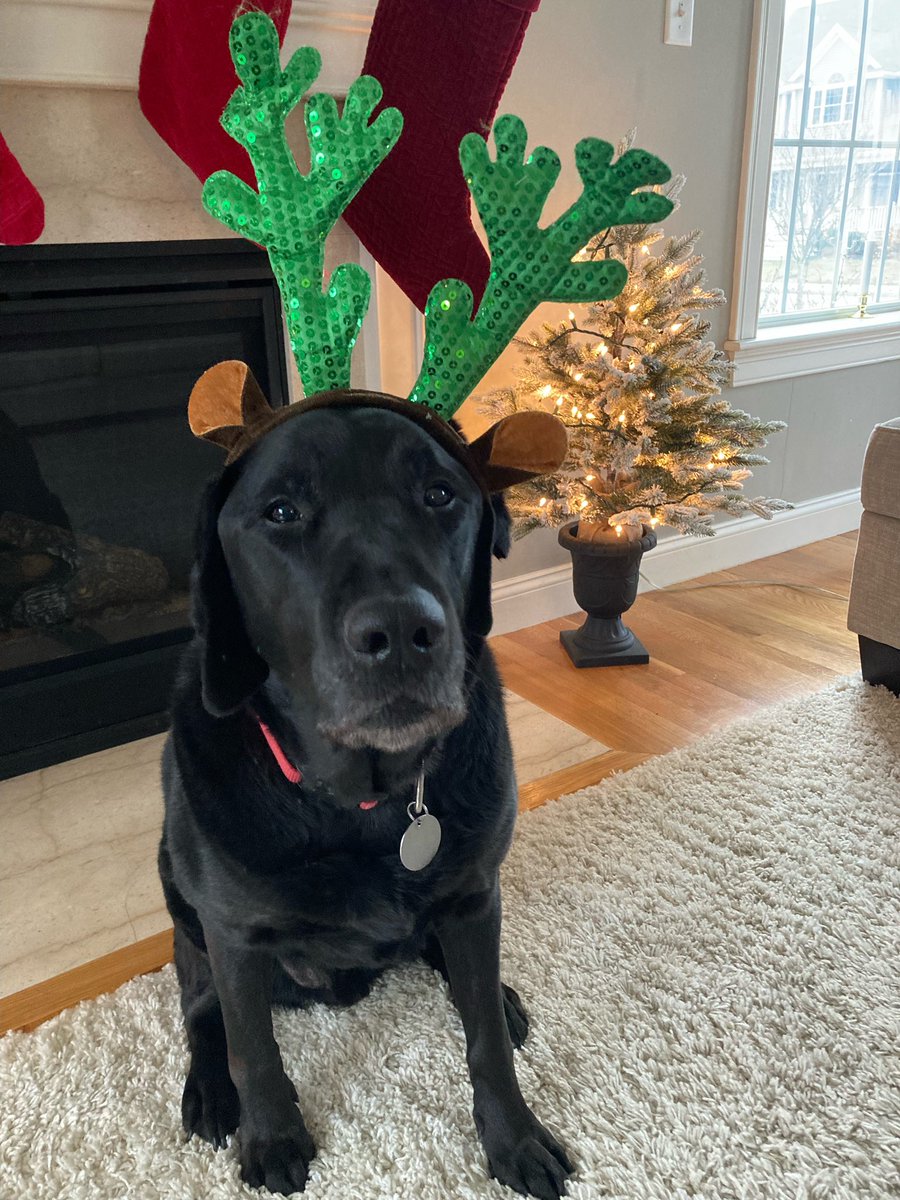ScooterBPS's tweet photo. Merry Christmas Eve! I am ready if any of Santa’s reindeer need a break. https://t.co/ElgyMMdRxe