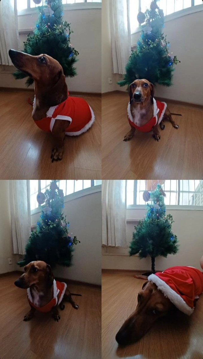 dricajackson's tweet photo. Feliz Nautal!
@salsichinhas 
#Salsicha #cachorrasalsicha #daschund #daschlovers  #azura https://t.co/YdA8BzQA8p