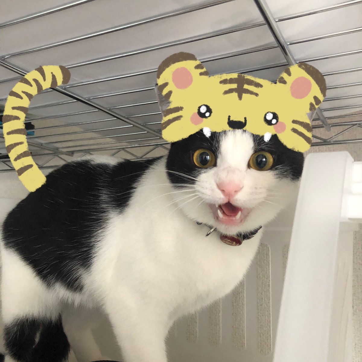 haikijipepe's tweet photo. 我が家のトラ達です🐯🐯

#灰キジのぺぺ 
#猫 #ねこ #ネコ #にゃんこ #保護猫 #ねこ部 #猫写真 #ふわもこ部 #にゃんだふるらいふ #猫好きさんと繋がりたい #保護猫と暮らす #幸せ猫ぐらし https://t.co/udY3pg0nax