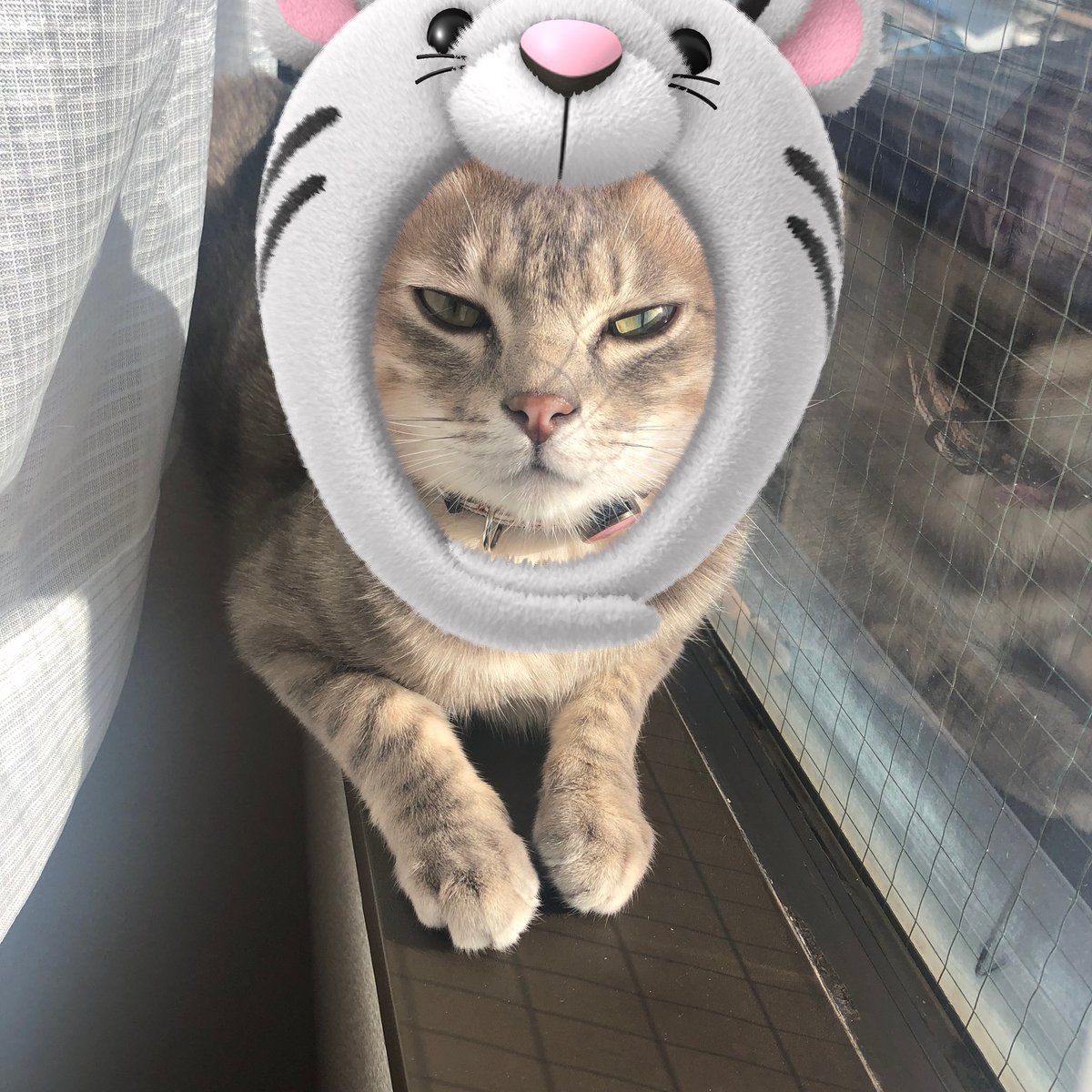 haikijipepe's tweet photo. 我が家のトラ達です🐯🐯

#灰キジのぺぺ 
#猫 #ねこ #ネコ #にゃんこ #保護猫 #ねこ部 #猫写真 #ふわもこ部 #にゃんだふるらいふ #猫好きさんと繋がりたい #保護猫と暮らす #幸せ猫ぐらし https://t.co/udY3pg0nax
