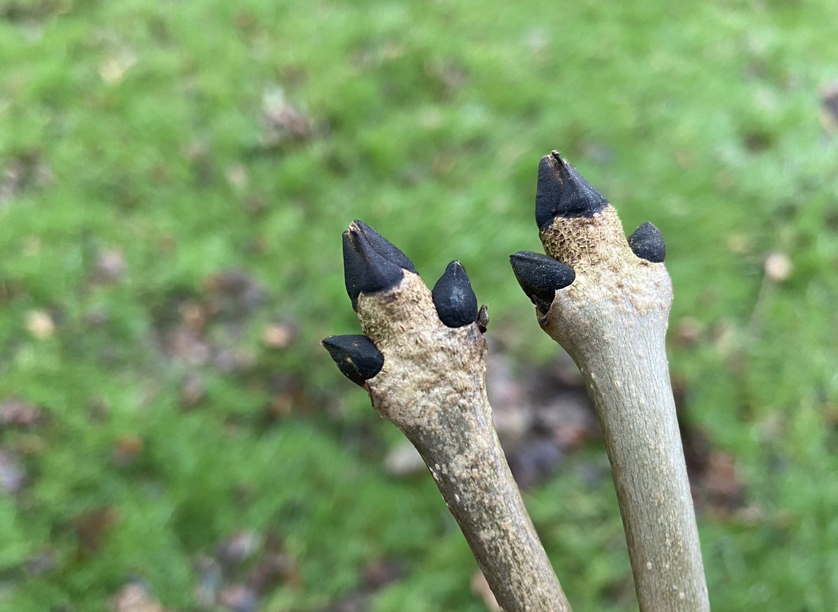 Ash paws. This year’s leaves are already made. They hang above us in their millions, within the buds, waiting. They are made from last year’s sun, with leaves now dead and littering the ground. Endless, overlapping cycles.