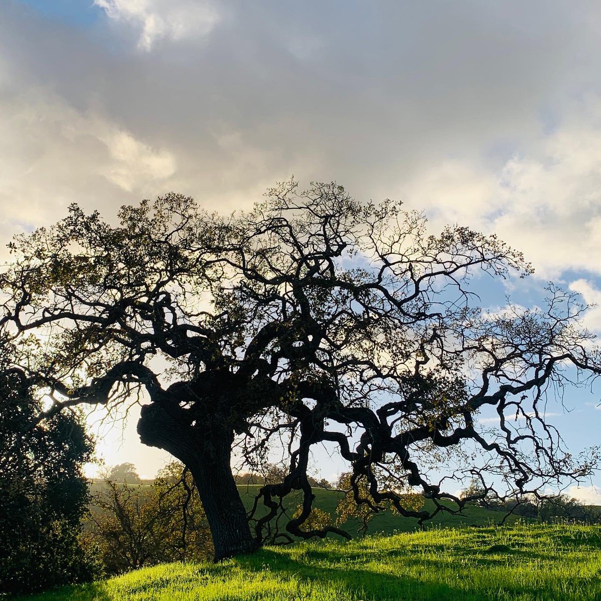 carpetride's tweet photo. Happy New Year! #goldenhour #goldenhourphotography #gratitude #sunsets #sunsetphotography #beinthemoment #seetheworld #happiness #8miles https://t.co/6xl4euoWZR