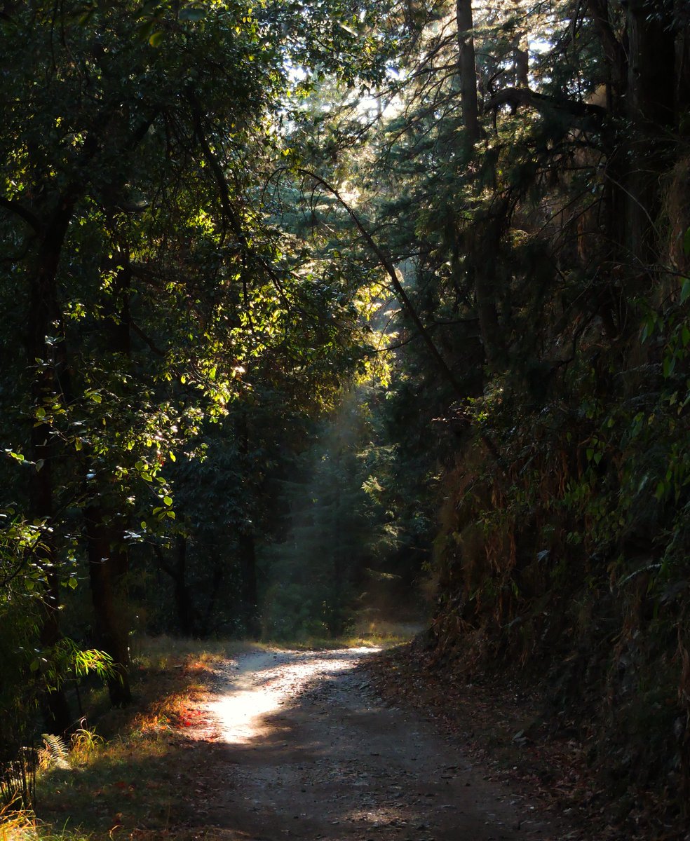 Komorebi 
Happy new year. 
.
.
.
.
.
.
#forest #photography #Sunlight #NaturePhotography #nature #komorebi
