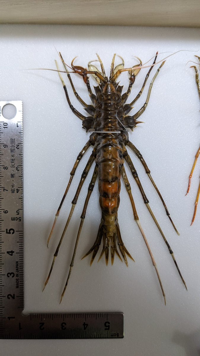 あけましておめでとうございます。ということで演技の良さそうな生き物の写真を。バイカル湖に生息する深海性淡水ヨコエビです。一目惚れして何頭か買いました。