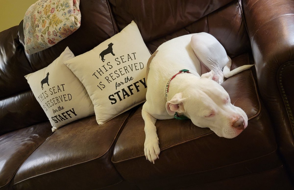 Sir... that is my spot on the couch. Yours is directly to your right.