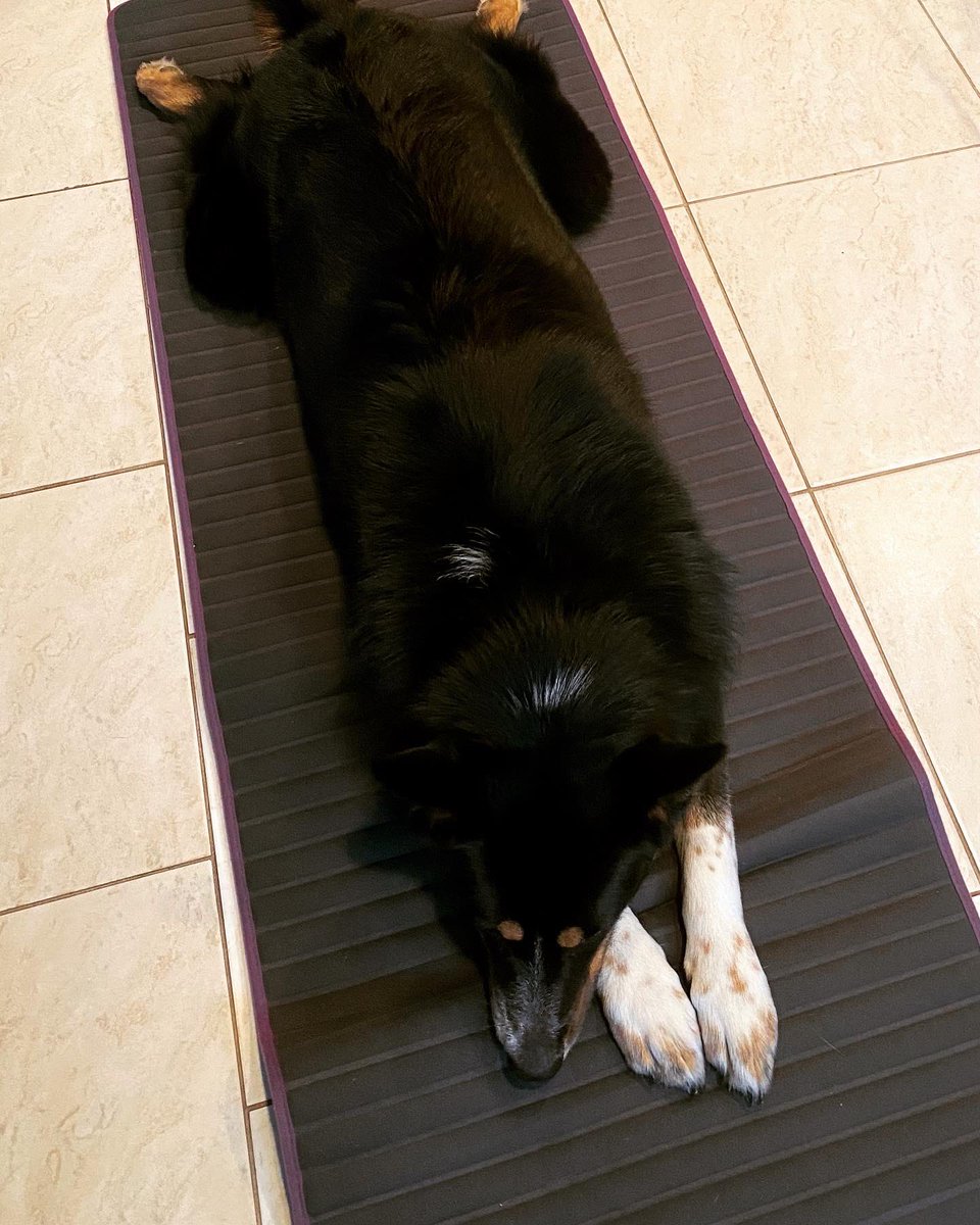 dmancini14's tweet photo. Luna hasn’t quite mastered downward dog, but for a yoga novice she shows great promise. 🥰😊🧘‍♀️ https://t.co/mRkuA9HHQL