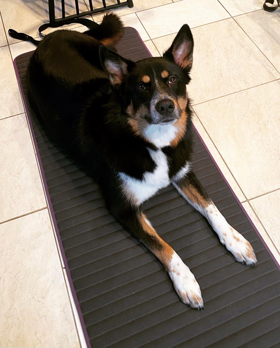 dmancini14's tweet photo. Luna hasn’t quite mastered downward dog, but for a yoga novice she shows great promise. 🥰😊🧘‍♀️ https://t.co/mRkuA9HHQL
