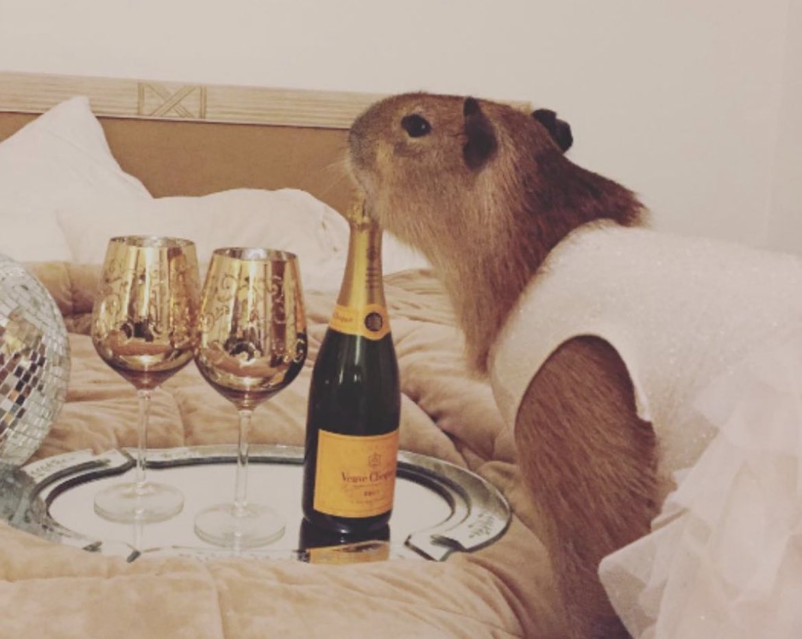 Feliz Ano Novo! Que 2022 traga muito garbo e elegância pra todos. 🥂🍾