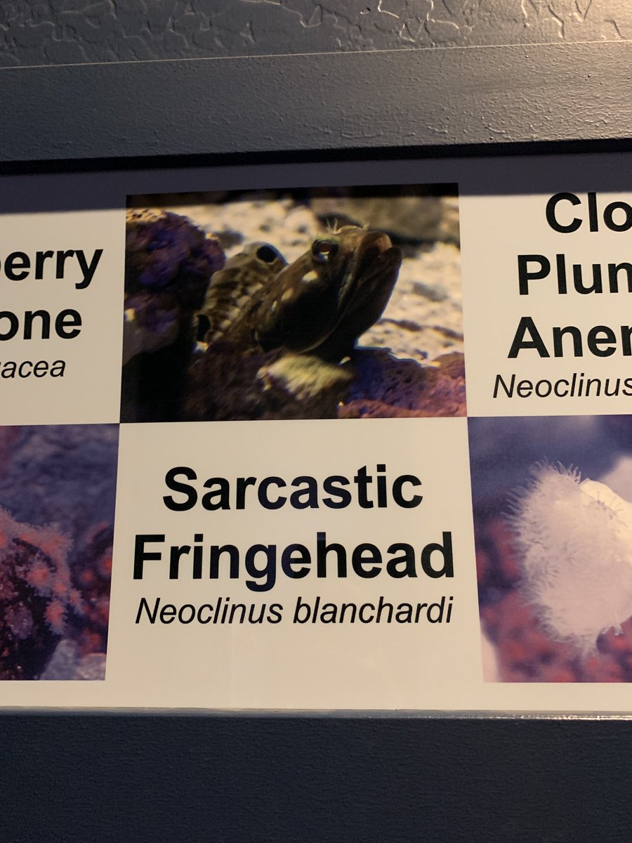 OfficialTroyJ's tweet photo. Went to the aquarium today, need to know who named this fish https://t.co/VSBrvDCtLg