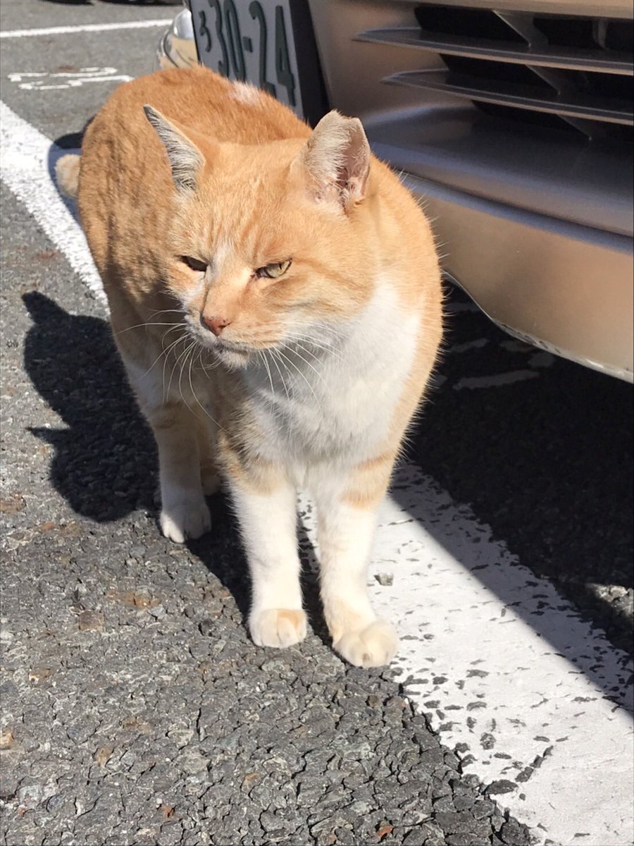 DKohei's tweet photo. 近所の虎🐯 https://t.co/l5LGmZydEV
