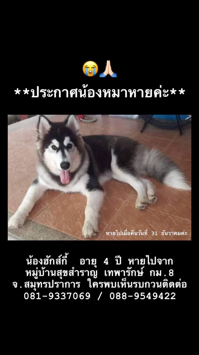 รบกวนช่วยรีหน่อยนะคะ หมาเพื่อนเบลตกใจเสียงพลุน่าจะเผลอหลุดออกไปค่ะ 🙏🏻