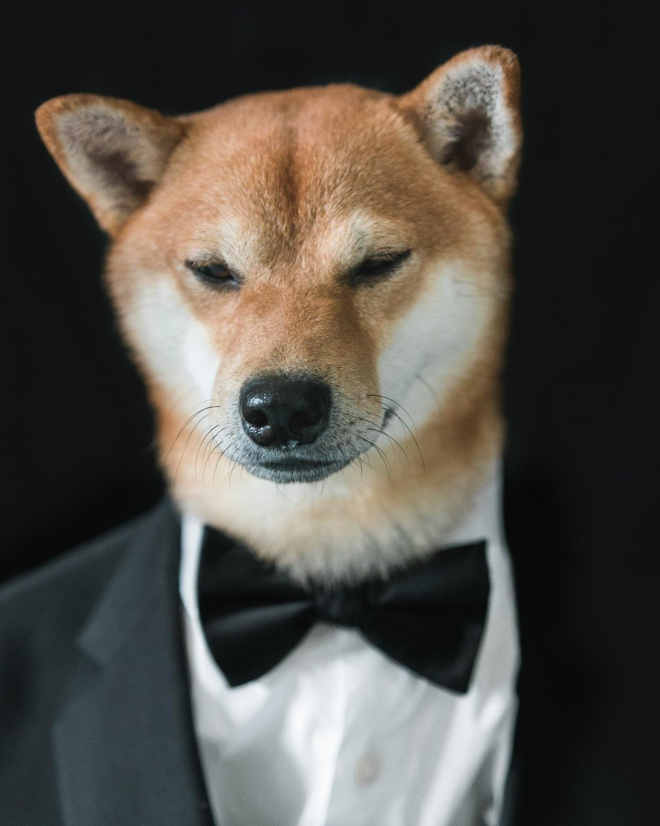 ShibalnuNews's tweet photo. Happy New Year to the entire #ShibArmy community! 2021 was amazing… and we will have a big 2022 together! 🥂 https://t.co/dnm0PlxhjS