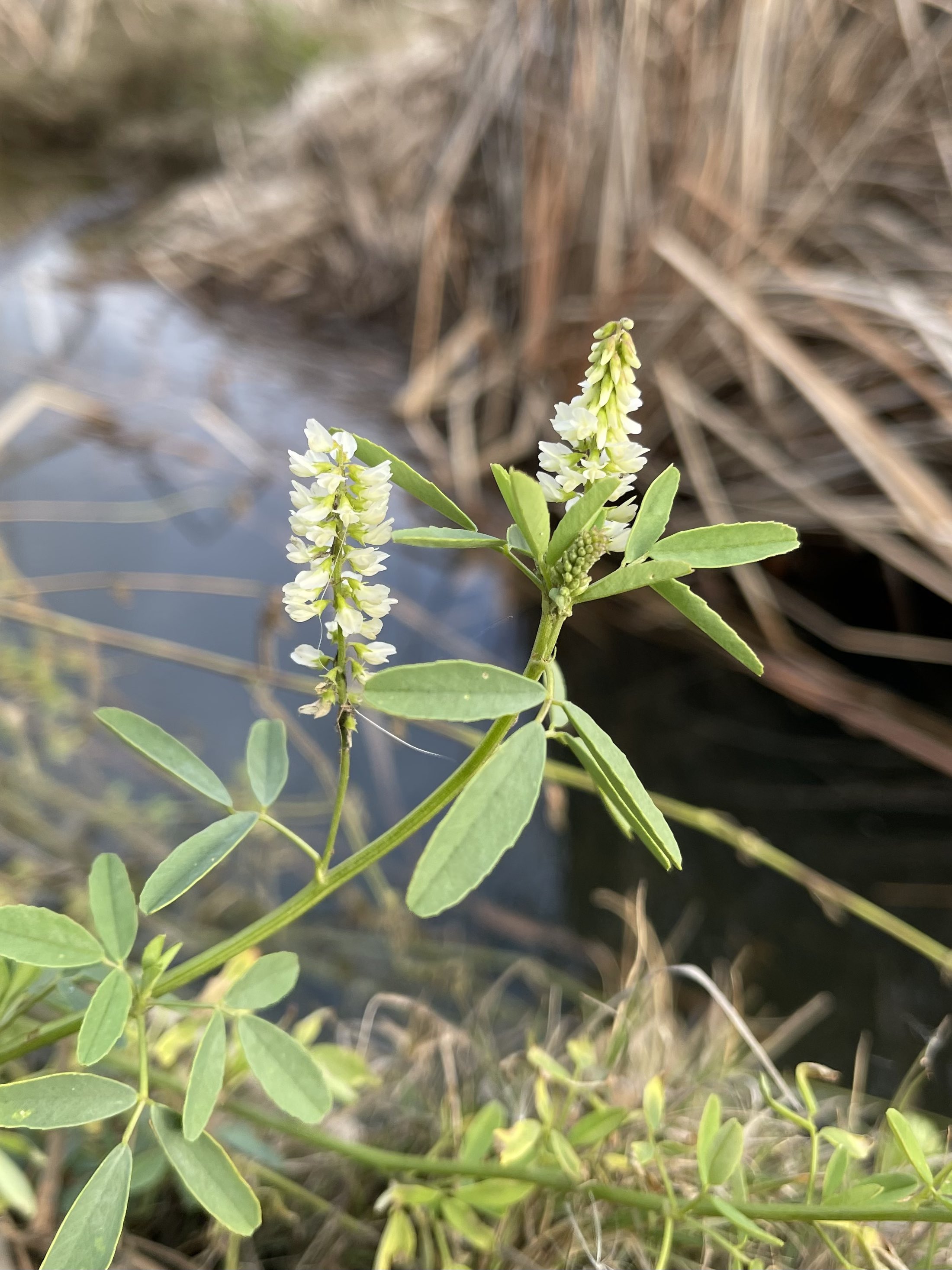 方舟子on Twitter 今日所见野花 金钟花醋栗 Fuchsia Flowered Gooseberry 圣地亚哥郡向日葵 San Diego County Sunflower 加州醉蝶花 Bladder Pod 白花草木樨 White Sweet Clover T Co Gakumhmfpd Twitter