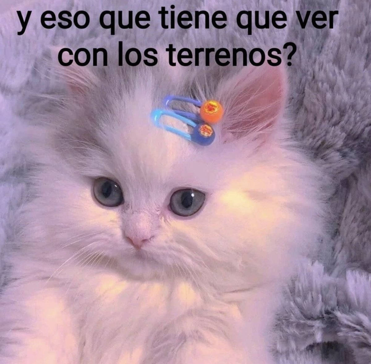Guarromantico_'s tweet photo. *Mi tia me pregunta por mi novi@*

Yo en corto: https://t.co/ct5RRVaz0V