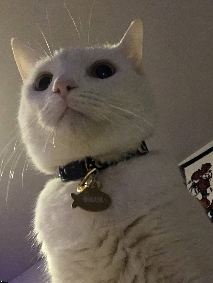 swagmastarpaul's tweet photo. You might’ve thought you weren’t gonna last another year, but you did it anyways and for that, Paul is proud of you. https://t.co/gHA8qZuBg7