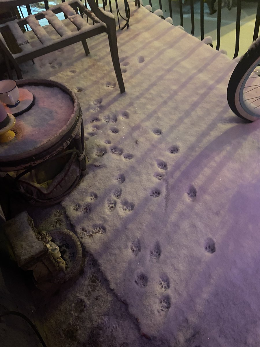 Marisa E. Cardin (she/her) 🇺🇦🏳️‍🌈 tweet media