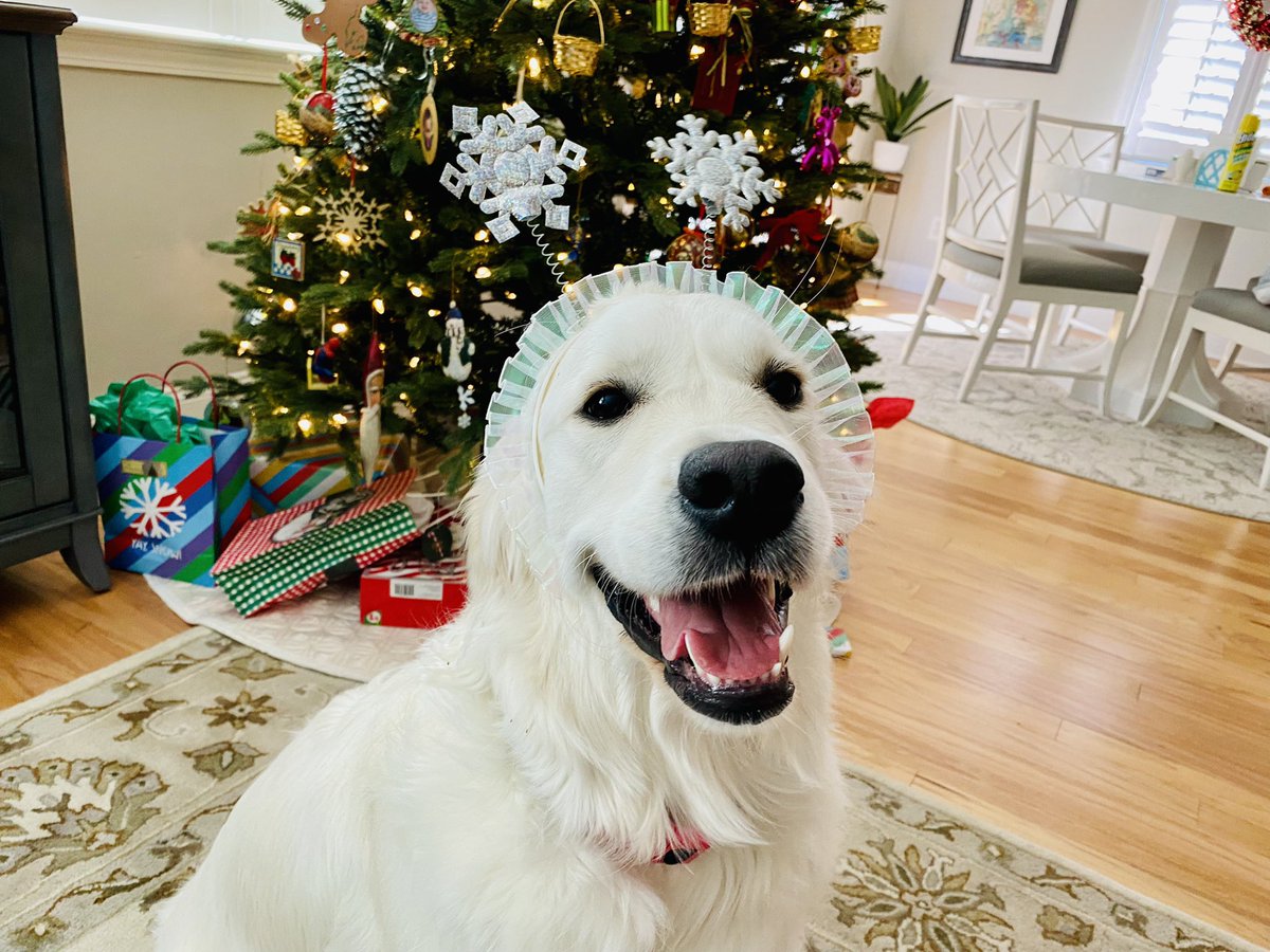 NancyBright's tweet image. Sandy, the Snow Queen, says happy New Year! 10/10 right?