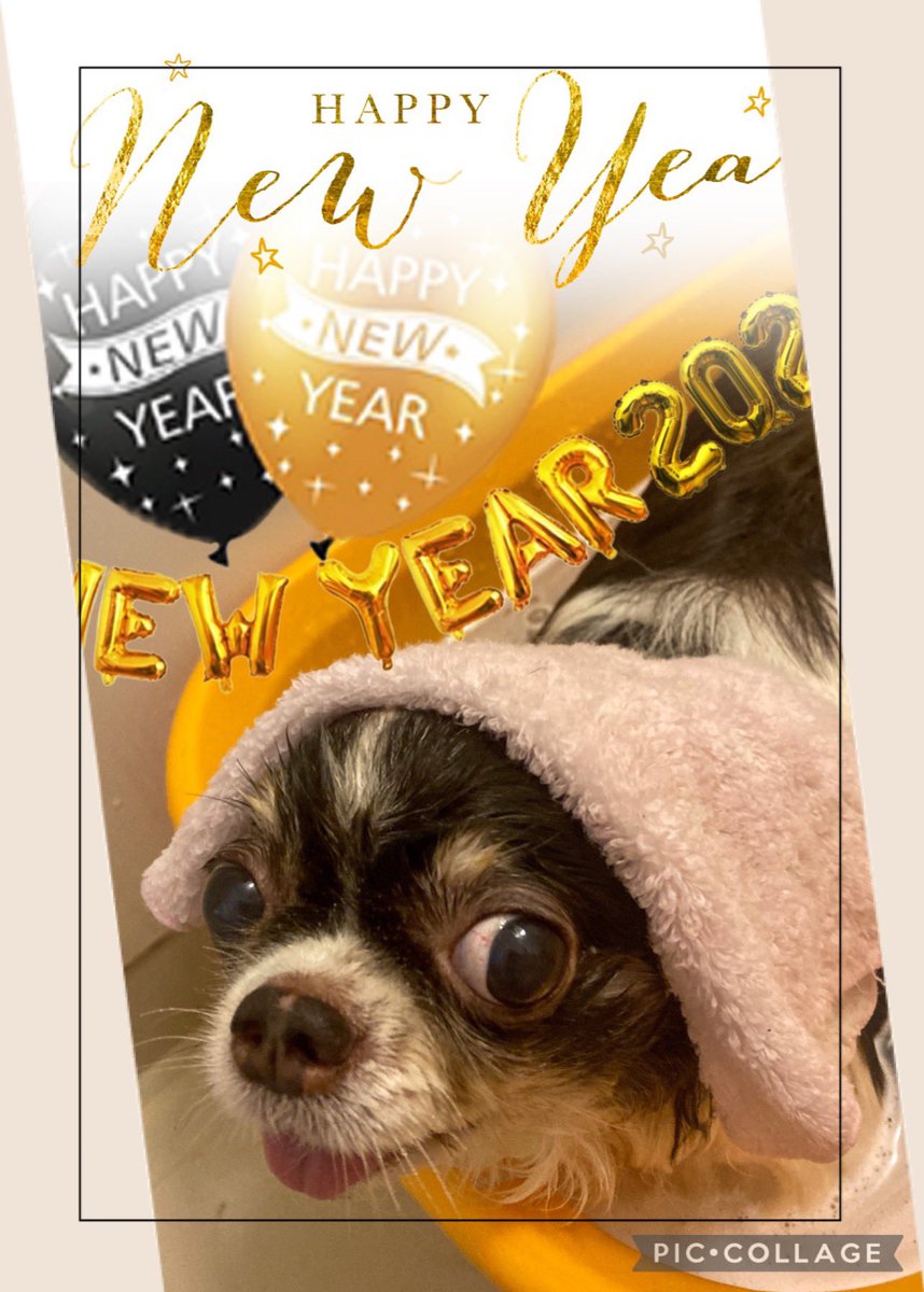 Rdith1010's tweet photo. 大晦日にお風呂に入り、新年を元気に迎えました🐶💕今年はお友達できたらいいね🐶💕

たくさんの保護猫😼 ♡保護犬🐶♡にずっとのお家ができますように⛩

2022年🎍元旦🎍

#保護犬
#犬見知り https://t.co/355p2AwK7x