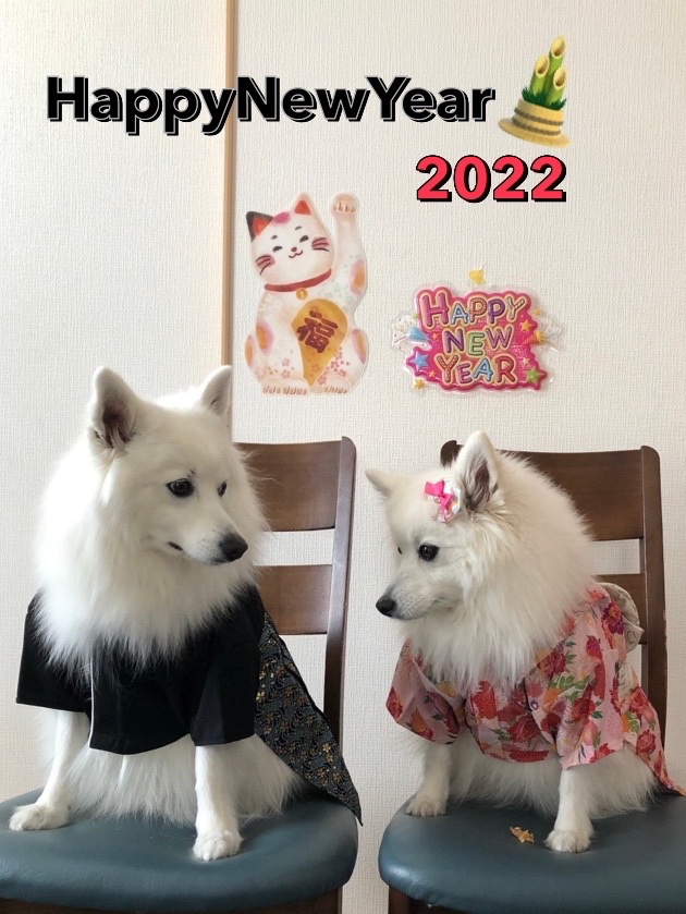 Yuikun328's tweet photo. 明けましておめでとうございます。今年もよろしくお願いします🐶🐾
#日本スピッツ#japanesespitz https://t.co/E33N6uo6IF