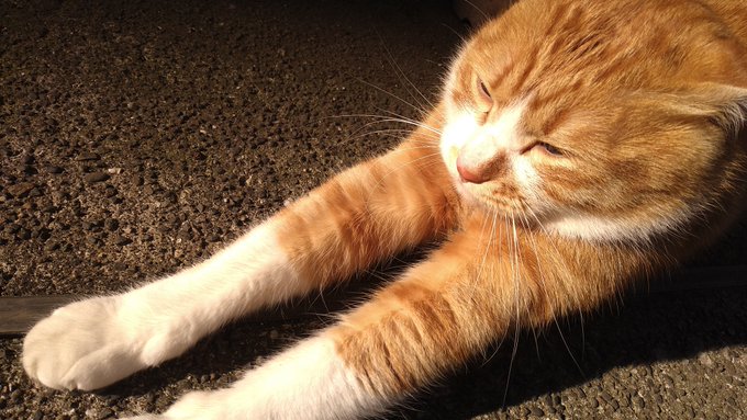 今年は何歳だぁ──???
今年は寅歳ィィ─────ッ!!!
(本年も何卒よろしくお願いします) 