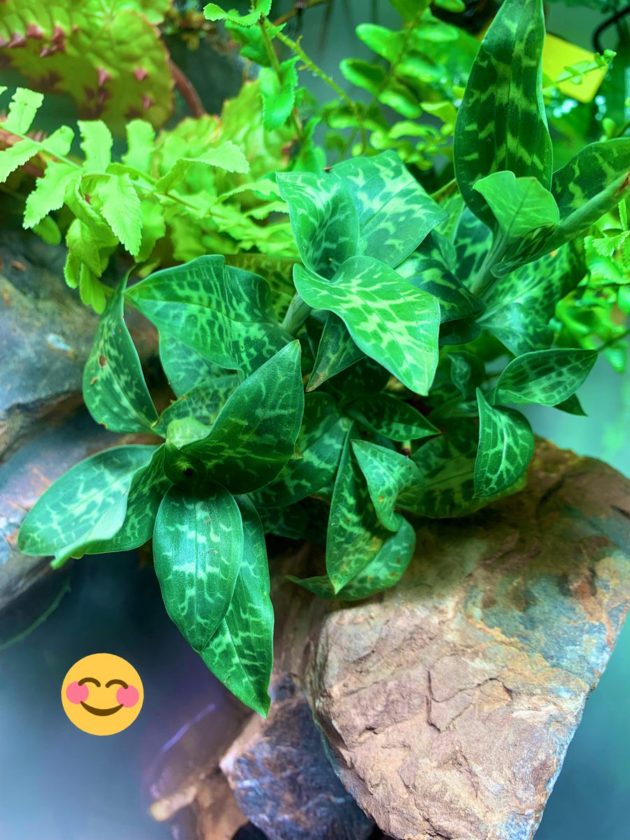 adipraj's tweet photo. Happy new year nature lovers ….. let’s not stop loving the green that gives us life everyday. Stay blessed and happy and preserve the beautiful things around us . #adaindia #NaturePhotography #paludarium https://t.co/hK9lJlO52J