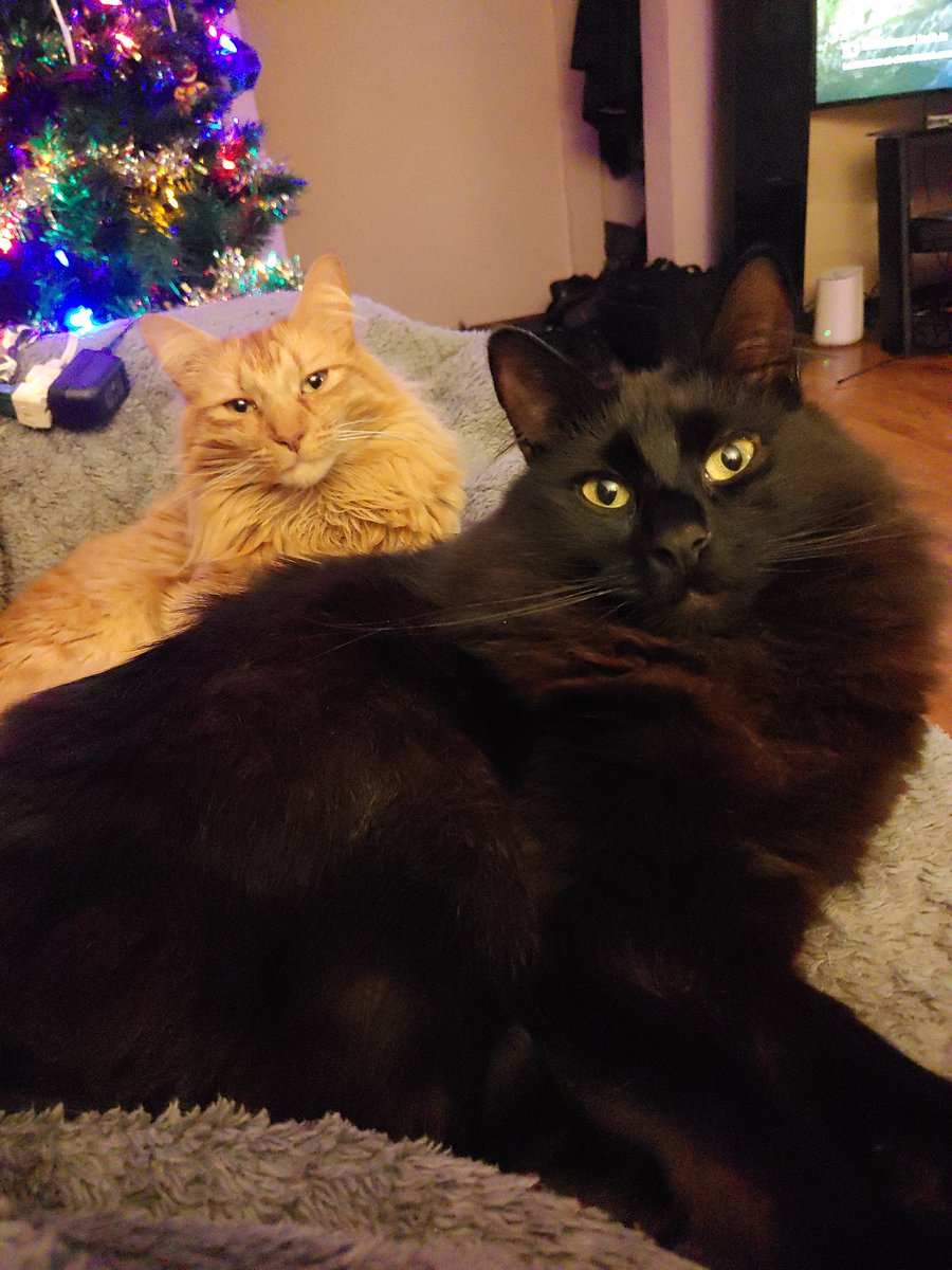 leadow5000's tweet photo. @KristinRaworth Two of my three dates. Husband is on the other couch. Cat-less. All the best to you in the new year. https://t.co/tBg9MZ8nrR