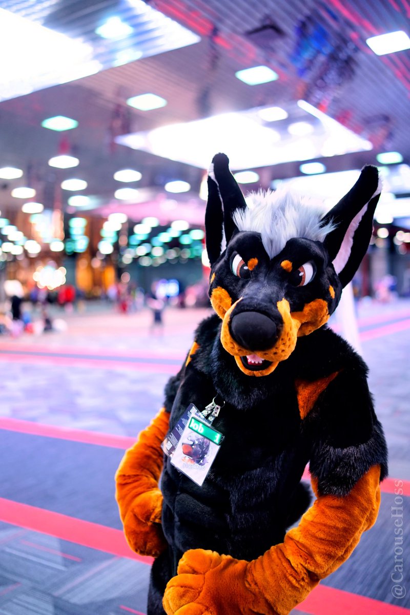 Dober Dog tweet media
