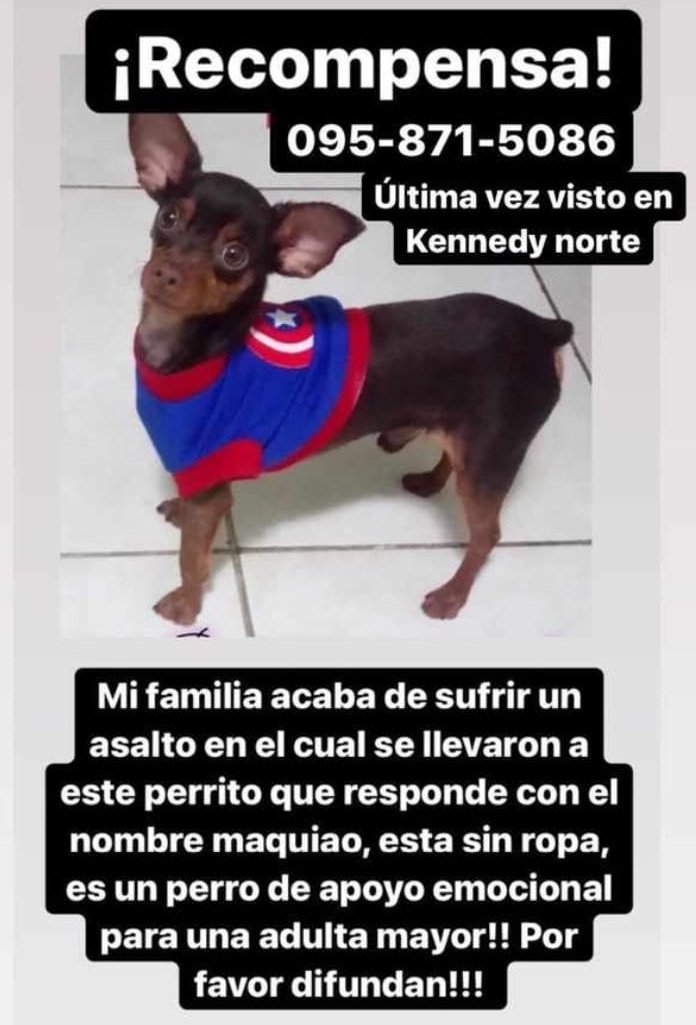 AlertaMePerdi's tweet photo. #PERDIDO #GUAYAQUIL 
Nombre: #MAQUIATO
Fecha: 31/12/21
Sector: Norte, Kennedy Norte.
Sexo: Macho.
Raza: Doberman Pincher Mini y Chihuahua.
Obsv.: Pecho color caramelo.
Contacto: 0958715086
#AlertaMePerdí https://t.co/sZ7x0hqgZ9