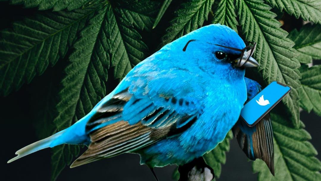 IWBAF's tweet photo. 2021 In #Cannabis, According To #Twitter: Racism, Biden’s Inaction, Sha’Carri, Elon Musk, Seth Rogen And More
https://t.co/tHnG6cXpvN https://t.co/3yulrUJEbE