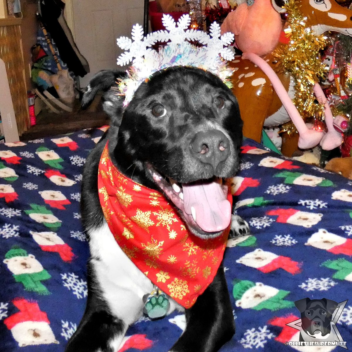 Happy New Year Everypawdy! I hope you have an amazing 2022! 🥳🎉🎊
.
-🐶-
.
#dogsoftwitter #dogsofinstagram #Twitterdogs New Year #NewYear #HAPPYNEWYEAR2022 #HAPPYNEWYEAR #happynewyear2022wishes #HappyNewYearsEve