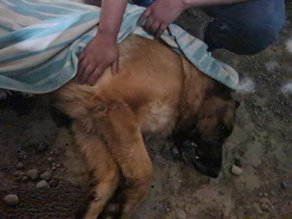 alegriagonzaa's tweet photo. 🐶 Yessica Schade en facebook: 

Amigos. Que tristeza tengo. Por la cresta. Los vecinos de mi prima tiraron #FuegosArtificiales.  Aquí está el resultado. Le dió un infarto a su perrito y acaba de fallecer. 

@carolinapinoc @PerrosPlazaHuem @PatssyPatt_ @Carlos_tmk @JotaCeHuesitos https://t.co/Uwjqi3YrSy