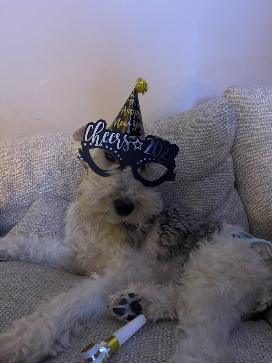 JoeDiligence's tweet photo. My poor dog gets to deal with this from my wife. Happy 2022 everyone from us at Don’t Diligence! https://t.co/tqCHQIBaSc
