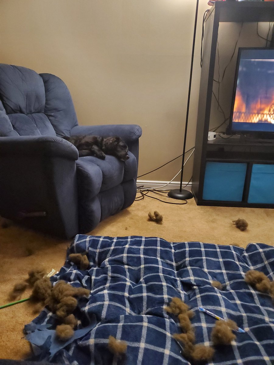 Pyroscooter's tweet photo. Shame on me for thinking a discounted bed from Walmart would last long.
Shame on whoever thought it would a good idea to make the stuffing look like pubes.
#dogs https://t.co/VjZn8EOffq