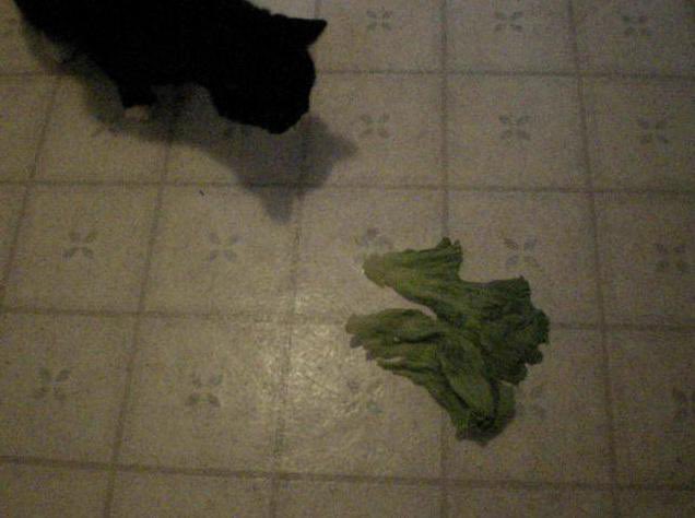 picsoflettuce tweet picture