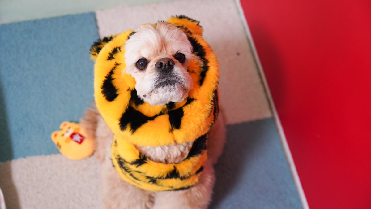cockerkanta's tweet photo. 明けましておめでとうございます✨
今年もよろしくお願いします🎍
がおー🐯
#アメリカンコッカースパニエル https://t.co/ILPdTWuwxi