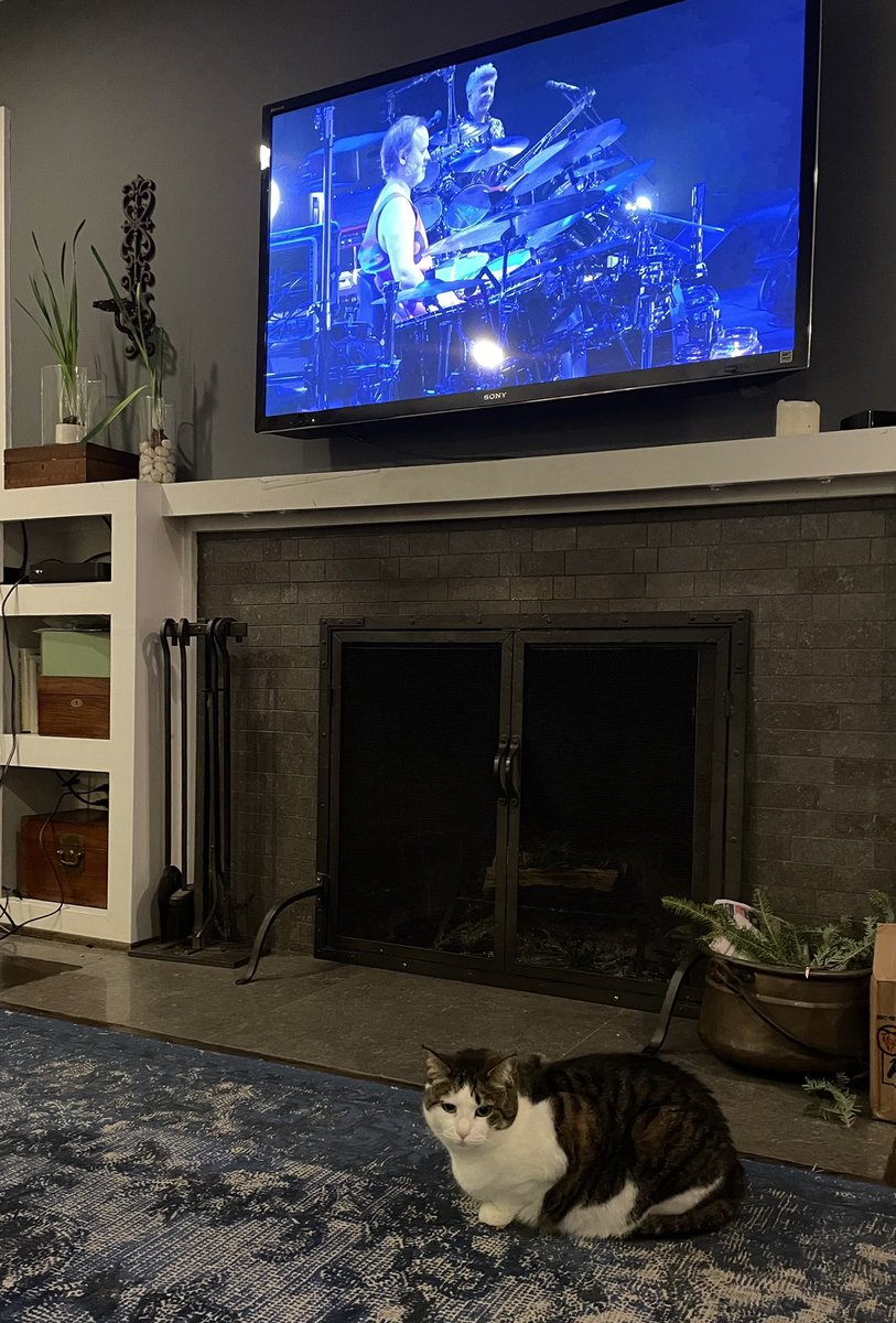 danesh68's tweet photo. this is my baby lemonade: Lemon the little cat! #Phish #NYE #BabyLemonade https://t.co/HY5x3uF2lR