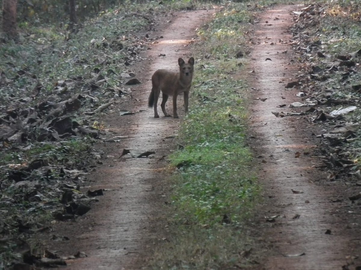blswldivision's tweet photo. Asiatic Wild Dog- From Kuldiha Archive. https://t.co/cPNeTZ51Mj