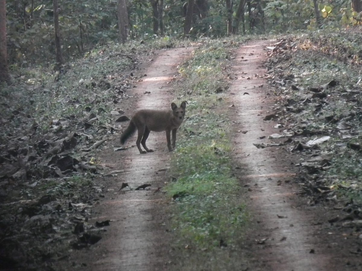 blswldivision's tweet photo. Asiatic Wild Dog- From Kuldiha Archive. https://t.co/cPNeTZ51Mj