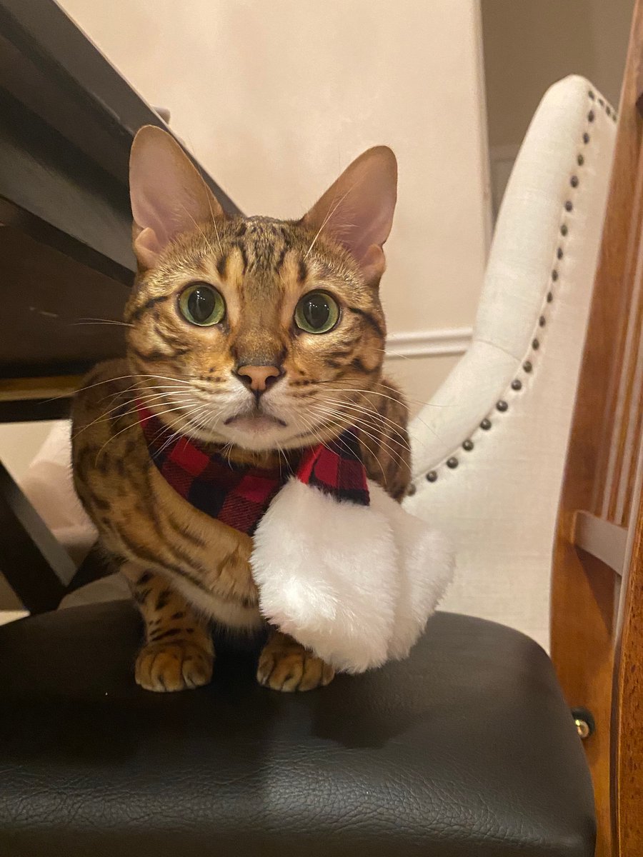 Vivaladaniela's tweet photo. Theo says Happy New Year everybody!! #LoneStarNYE https://t.co/yC1zjsv9qN